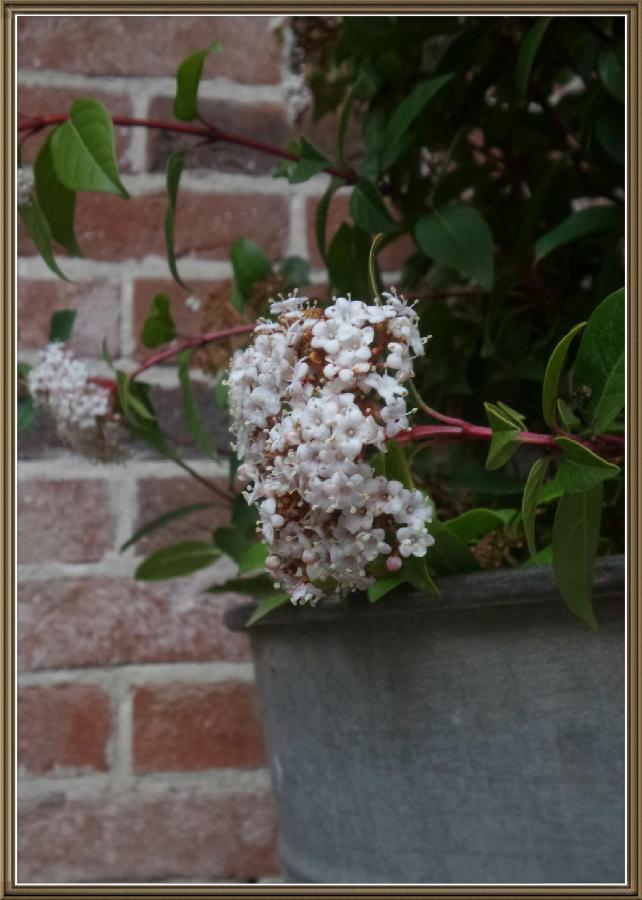 Cuntro' Granda Bed & Breakfast Boves Exterior foto